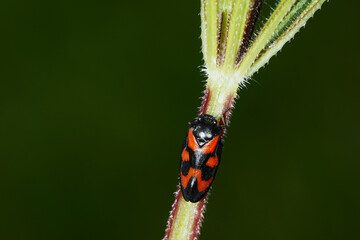 Gemeine Blutzikade, Cercopis vulnerata
