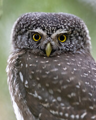 Eurasian pygmy owl closeup portrait