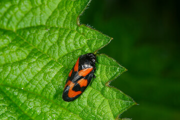 Gemeine Blutzikade, Cercopis vulnerata
