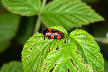 Gemeine Blutzikade, Cercopis vulnerata