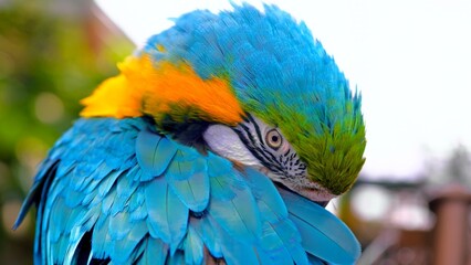 Beautiful Parrot hiding face 