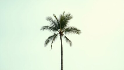 Fototapeta premium Aerial perspective of a palm tree with a light background