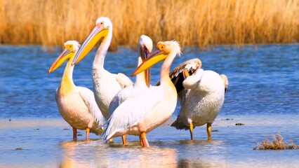 Group of white birds in water