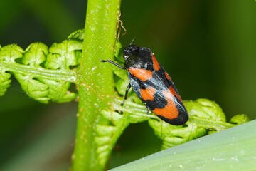 Gemeine Blutzikade, Cercopis vulnerata