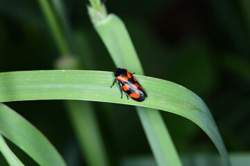 Gemeine Blutzikade, Cercopis vulnerata