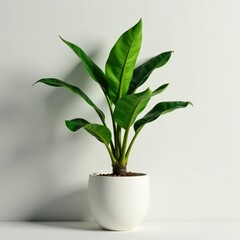 Large tropical plant, stylish pot, clean background, potted plant, indoor plant, texture