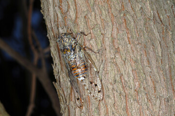 Singzikade, Lyristes plebejus