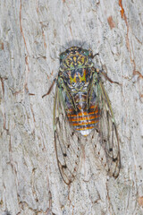 Singzikade, Lyristes plebejus
