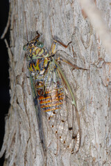Singzikade, Lyristes plebejus