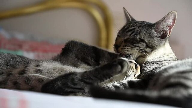 two tabby kittens cuddle each other on the bed. friendship, love