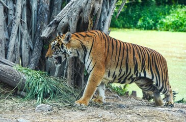 Tiger in the wild at the Bangkok Open Zoo, Thailand.
