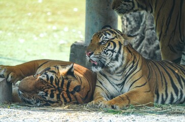 Tiger in the wild at the Bangkok Open Zoo, Thailand.