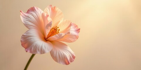 Obraz premium A Delicate Pastel Blossom in Soft, Warm Light, a Single Flower with Petals Unfurling Gracefully, Evoking Serenity and Tranquility