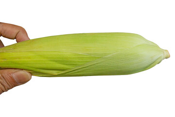 Hand Holding Fresh Sweet Corn with Green Husk Isolated on Transparent Background