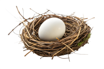 one white egg in the nest isolated on transparent background