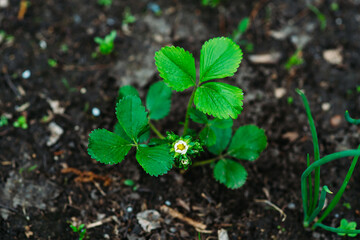 Blooming strawberry plant in the garden. Selective focus.