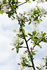 Apfel, Kulturapfel,  Malus domestica