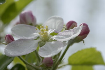 Apfel,  Malus domestica,  Blüte