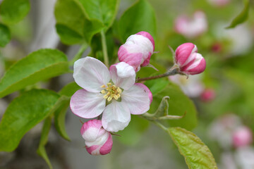 Apfel, Kulturapfel,  Malus domestica