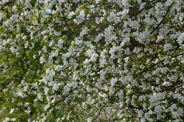 Apfel, Kulturapfel,  Malus domestica, Blüte