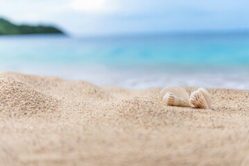 砂浜と貝殻
