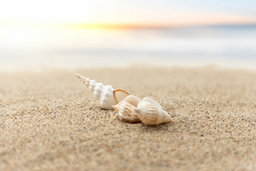 砂浜と貝殻