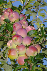 Apfel,  Malus domestica, reife Äpfel am Baum, Sorte Renada

