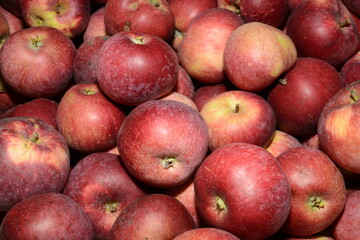 Apfel,  Malus domestica, Macoun