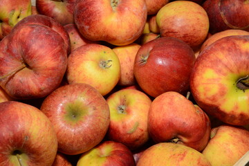 Apfel,  Malus domestica,  Apfelsorte Jonica