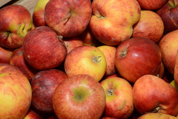 Apfel,  Malus domestica,  Apfelsorte Pilot