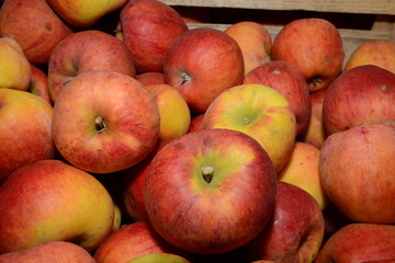 Apfel,  Malus domestica,  Apfelsorte Pilot
