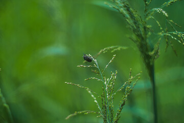 the ladybug landed on the edge of the grass