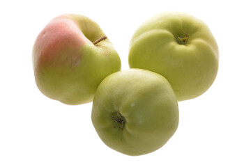 Apfel,  Malus domestica, Signe Tillisch