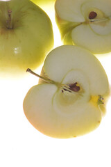 Apfel,  Malus domestica, Signe Tillisch