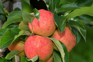 Apfel,  Malus domestica,  Rubinola