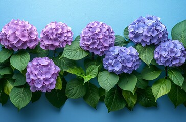 Obraz premium Vibrant Hydrangea Flowers in Various Shades Against a Soft Blue Background