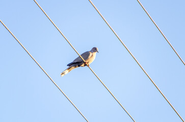 A collared dove sits calmly on electric wires against a blue sky. Resting bird, peaceful mood, telephoto shot, urban nature, minimalist composition, sky contrast, symmetry, geometric lines.