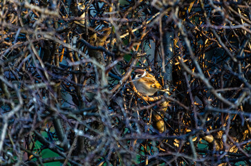 A small sparrow hides in dense thorny branches under warm evening light. Hidden bird, alert mood, telephoto shot, eye-level angle, natural camouflage, golden hour, contrast, detailed texture, wildlife