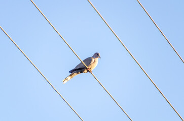 A collared dove sits calmly on electric wires against a blue sky. Resting bird, peaceful mood, telephoto shot, urban nature, minimalist composition, sky contrast, symmetry, geometric lines.