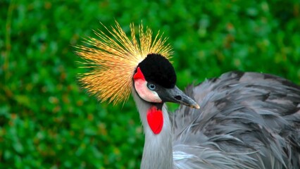 Beautiful colorful bird with unique features