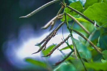 the ladybug landed on the edge of the grass