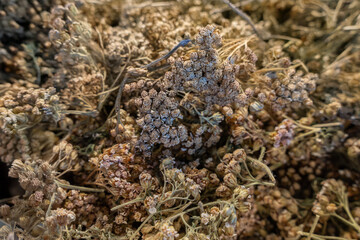 Un gros plan de fleurs séchées comestibles récoltées par un chef sur la côte bretonne, mettant en avant leurs textures et couleurs naturelles pour une utilisation en cuisine.
