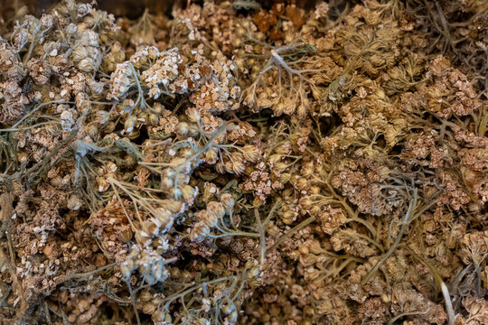 Un gros plan de fleurs séchées comestibles récoltées par un chef sur la côte bretonne, mettant en avant leurs textures et couleurs naturelles pour une utilisation en cuisine. - Powered by Adobe