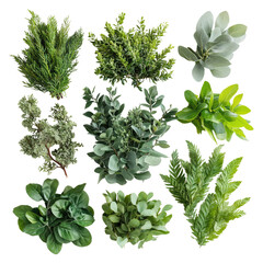 Obraz premium A Vibrant Collection of Fresh Herbs and Green Leaves Showcasing Varieties including Sage, Rosemary, Mint, and Basil on a White Background for Culinary and Decorative Use
