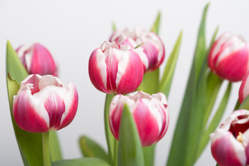 Close up photo of tulip flowers