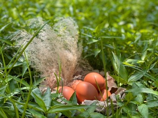 Easter eggs in natural color lie in a nest among green grass