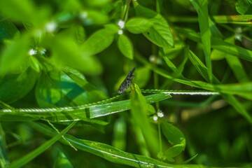 grasshoppers landed on the grass