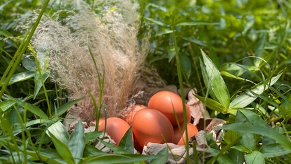 Easter eggs in natural color lie in a nest among green grass