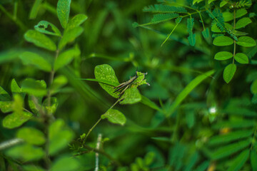 grasshoppers landed on the grass