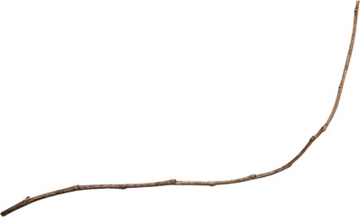 Dry tree branches isolated on white background